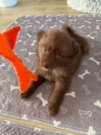 Großspitz, Welpen, Spitz,