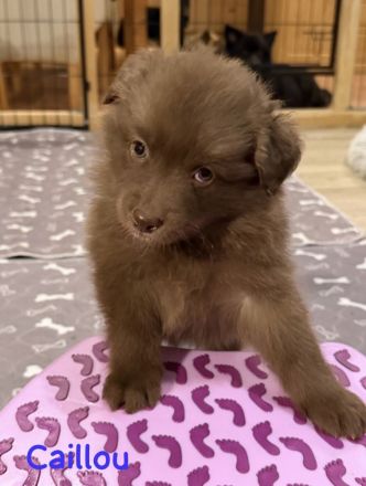 Großspitz, Welpen, Spitz,