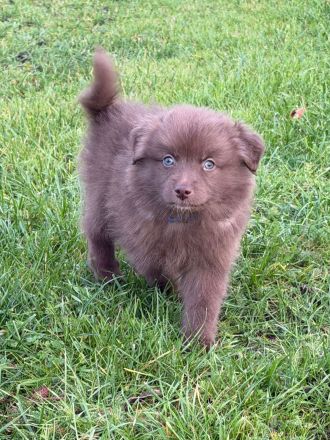 Großspitz, Welpen, Spitz,