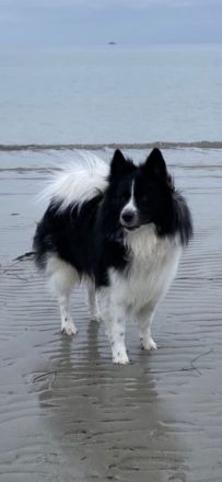 Großspitz, Welpen, Spitz,