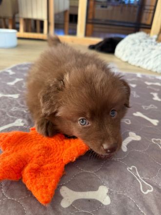 Großspitz, Welpen, Spitz,