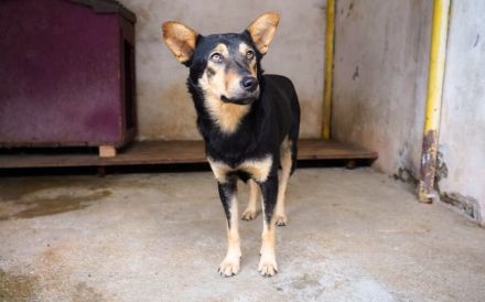 Bescheidene Luddu hofft auf eine bessere Zukunft