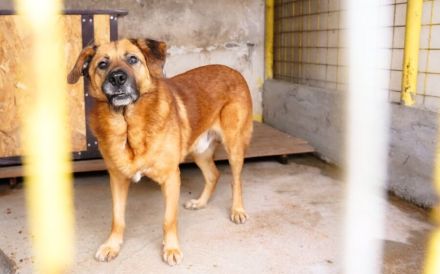 Buiscuit sucht seinen Heimathafen