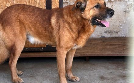 Buiscuit sucht seinen Heimathafen