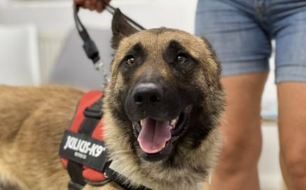 Schäferhund-Fans aufgepasst: hier kommt Jano