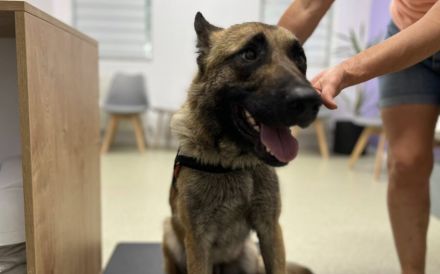 Schäferhund-Fans aufgepasst: hier kommt Jano