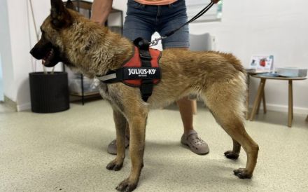 Schäferhund-Fans aufgepasst: hier kommt Jano