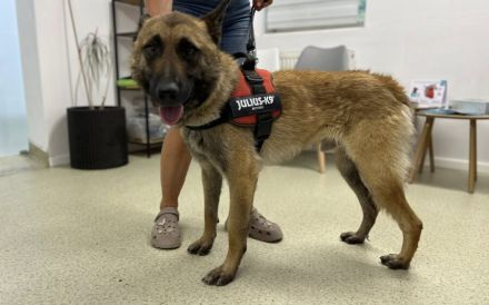Schäferhund-Fans aufgepasst: hier kommt Jano