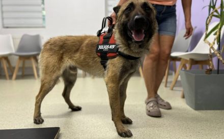 Schäferhund-Fans aufgepasst: hier kommt Jano