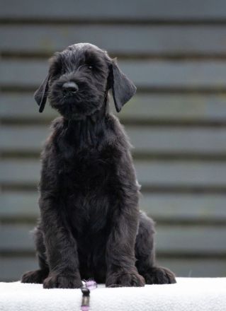 Riesenschnauzer welpen mit FCI papieren