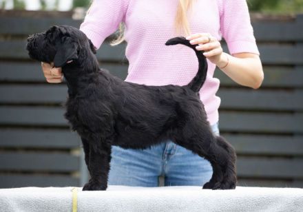 Riesenschnauzer welpen mit FCI papieren
