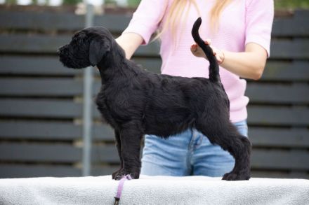 Riesenschnauzer welpen mit FCI papieren