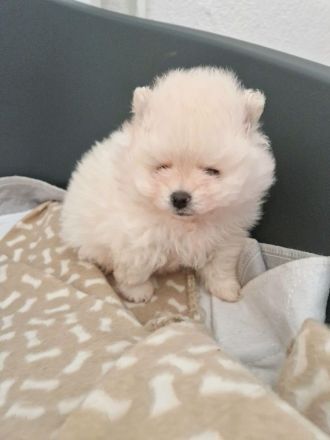 Pomeranian Zwergspitz Welpen