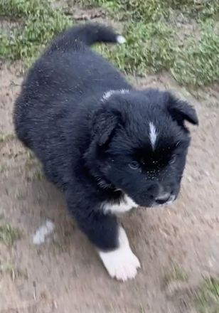 Standard Australian Shepherd-Welpen suchen ihr Für-immer-Zuhause ab 26.10.2025