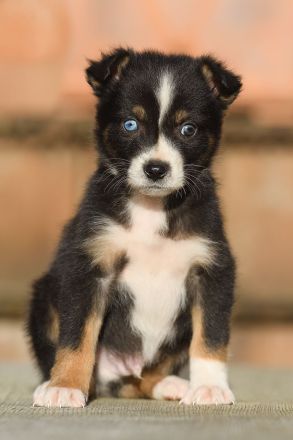 Standard Australian Shepherd-Welpen suchen ihr Für-immer-Zuhause ab 22.04.2026