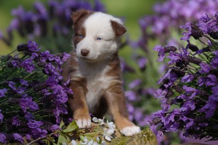 Standard Australian Shepherd-Welpen suchen ihr Für-immer-Zuhause ab 22.04.2026