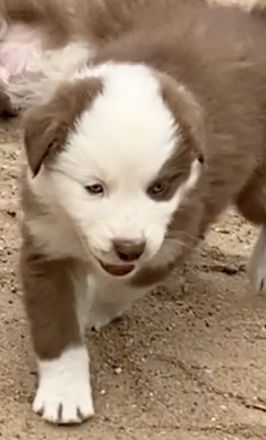 Standard Australian Shepherd-Welpen suchen ihr Für-immer-Zuhause ab 26.10.2025