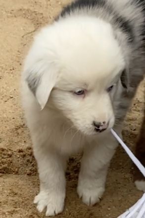 Standard Australian Shepherd-Welpen suchen ihr Für-immer-Zuhause ab 26.10.2025