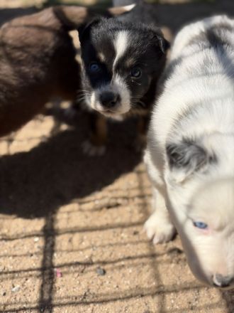 Standard Australian Shepherd-Welpen suchen ihr Für-immer-Zuhause ab 22.04.2026