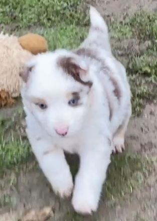 Standard Australian Shepherd-Welpen suchen ihr Für-immer-Zuhause ab 26.10.2025