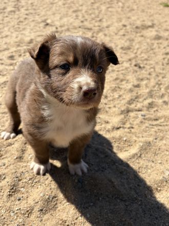 Standard Australian Shepherd-Welpen suchen ihr Für-immer-Zuhause ab 22.04.2026