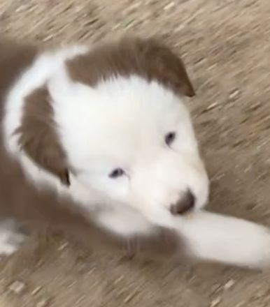 Standard Australian Shepherd-Welpen suchen ihr Für-immer-Zuhause ab 26.10.2025