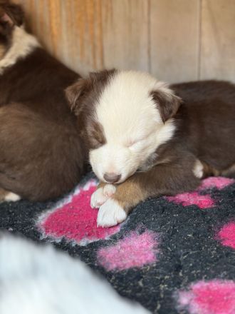 Standard Australian Shepherd-Welpen suchen ihr Für-immer-Zuhause ab 22.04.2026