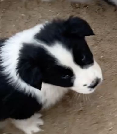 Standard Australian Shepherd-Welpen suchen ihr Für-immer-Zuhause ab 26.10.2025