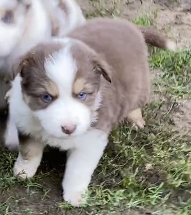 Standard Australian Shepherd-Welpen suchen ihr Für-immer-Zuhause ab 26.10.2025