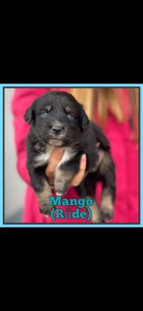 Australian Sheperd Welpen