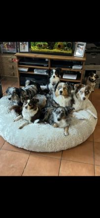 Australian Sheperd Welpen