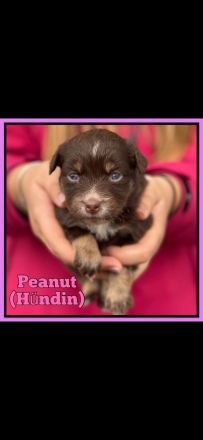 Australian Sheperd Welpen