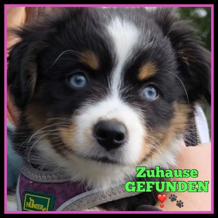 Australian Sheperd Welpen