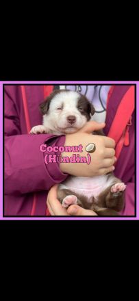 Australian Sheperd Welpen