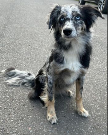 Australian Sheperd Welpen