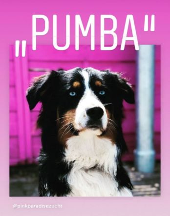 Australian Sheperd Welpen