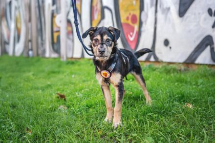 Wer möchte mit Puri durchs Leben gehen?
