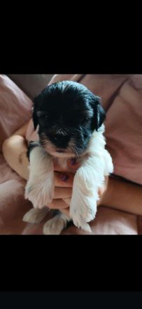 Wunderschöne Havaneserwelpen