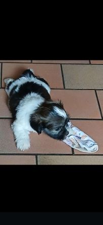 Wunderschöne Havaneserwelpen