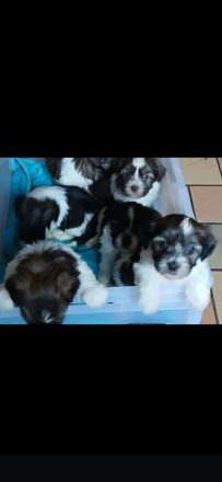 Wunderschöne Havaneserwelpen