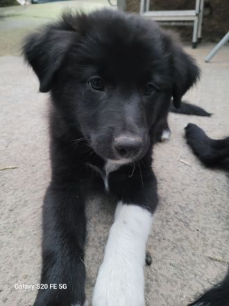 Welpen Mix Australian Sheperd/Border Collie