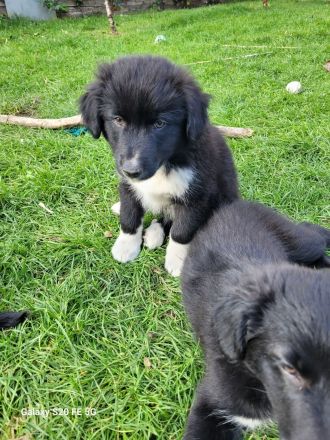 Welpen Mix Australian Sheperd/Border Collie