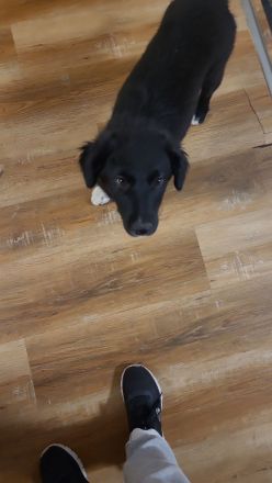 Welpen Mix Australian Sheperd/Border Collie