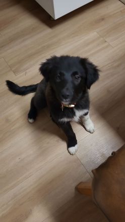 Welpen Mix Australian Sheperd/Border Collie