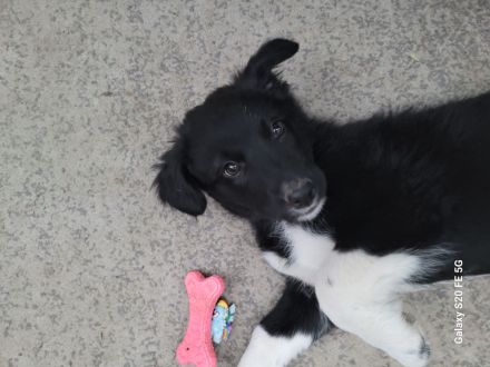 Welpen Mix Australian Sheperd/Border Collie