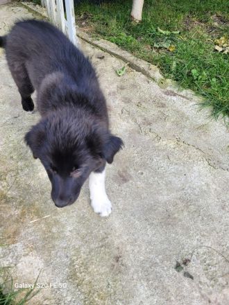 Welpen Mix Australian Sheperd/Border Collie