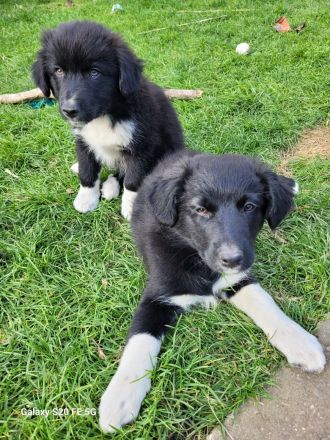 Welpen Mix Australian Sheperd/Border Collie