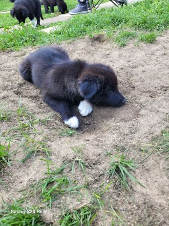 Welpen Mix Australian Sheperd/Border Collie