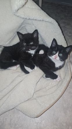 12 Wochen alte Katze Kinder suchen noch