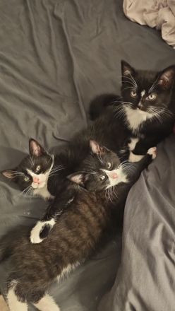 12 Wochen alte Katze Kinder suchen noch